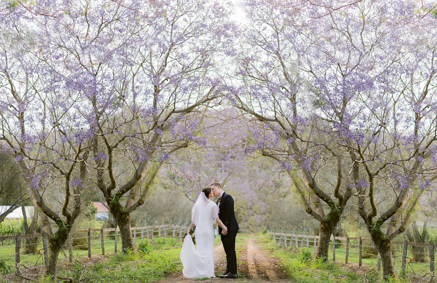 bride and groom kiss on a dirt road lined by picket fences underneath jacaranda trees